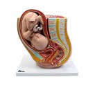 Modelo anatómico embarazo
