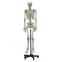 Modelo anatómico esqueleto humano