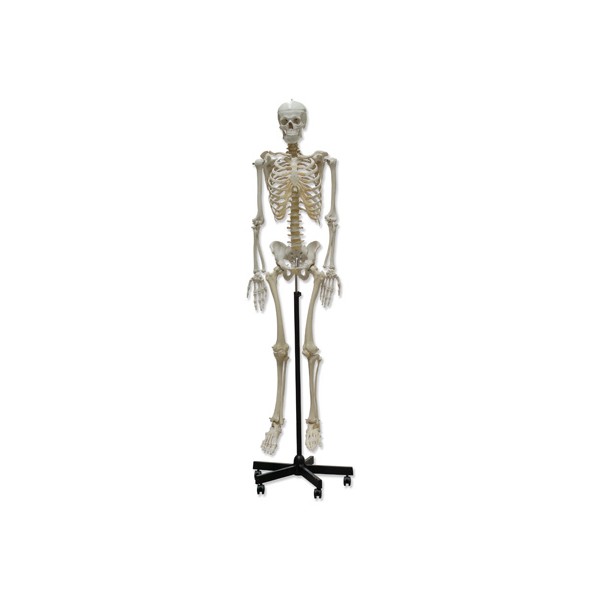 Modelo anatómico esqueleto humano 