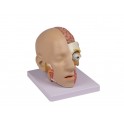 Modelo anatómico cabeza y cuello humanos