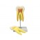 Modelo dental molar superior