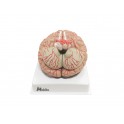 Modelo anatómico cerebro humano 9 partes