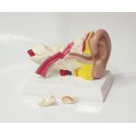 Modelo anatómico oído 1.5x
