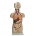 Modelo anatómico mini torso humano
