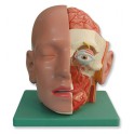 Modelo anatómico cabeza y cuello