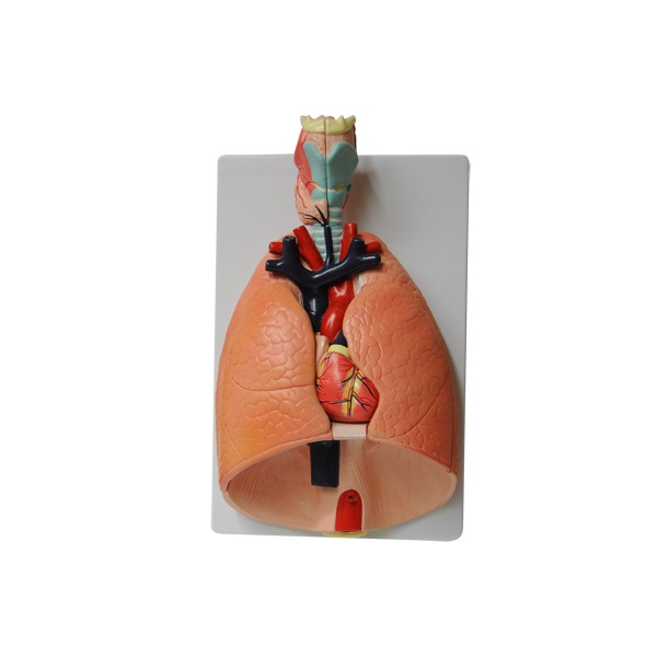 Modelo anatómico sistema respiratorio 