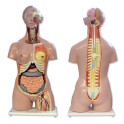 Modelo anatómico torso humano