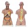 Modelo anatómico torso humano