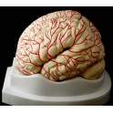 Cerebro humano en 9 partes