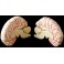 Cerebro humano en 9 partes